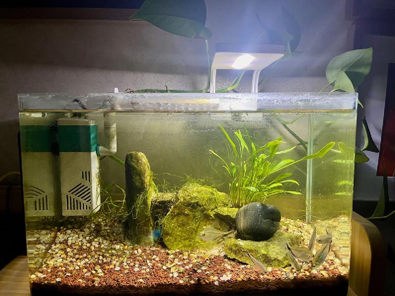 Featured image of post 鱼缸里的生态系统在一年半后